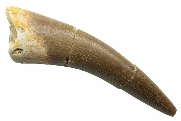 Fossil Plesiosaur (Zarafasaura) Tooth - Morocco #249571